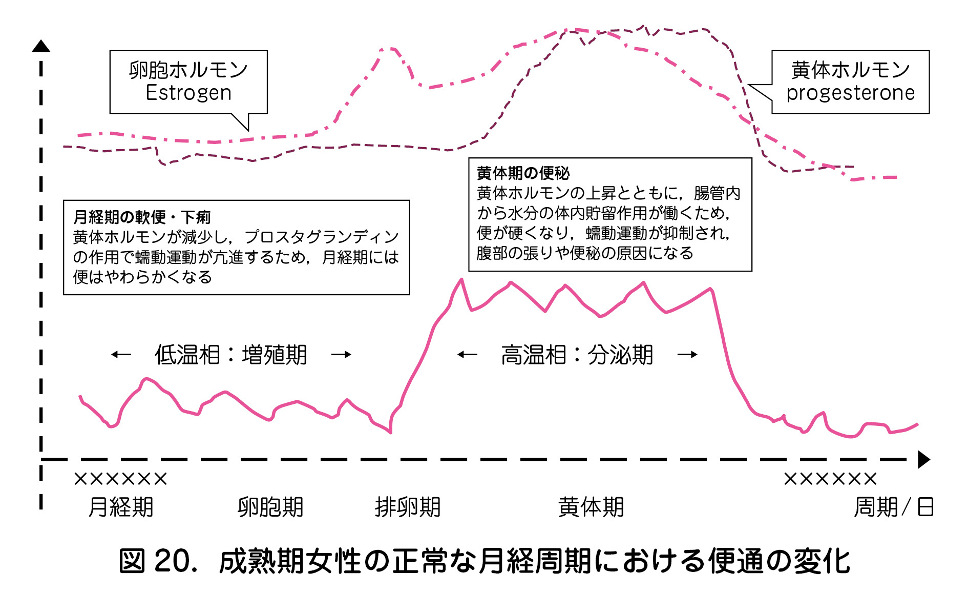 図 20．成熟期女性の正常な月経周期における便通の変化