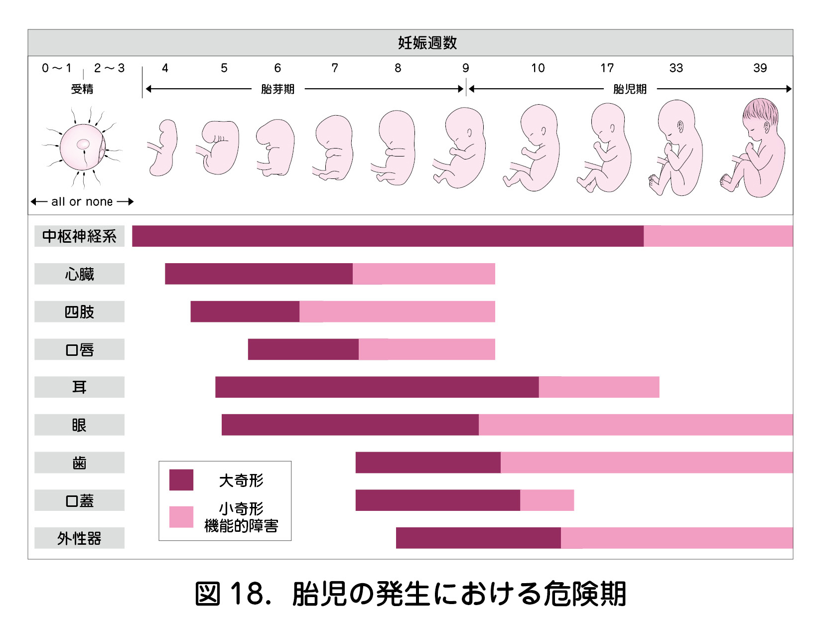 胎児の発生における危険期 